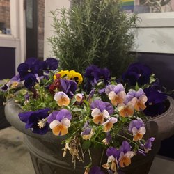 Gabe's - Growing Flowers