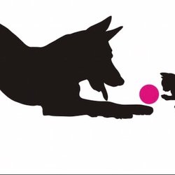 Mollycoddle Pet Sitters - Mollycoddlepetsitters@gmail.com