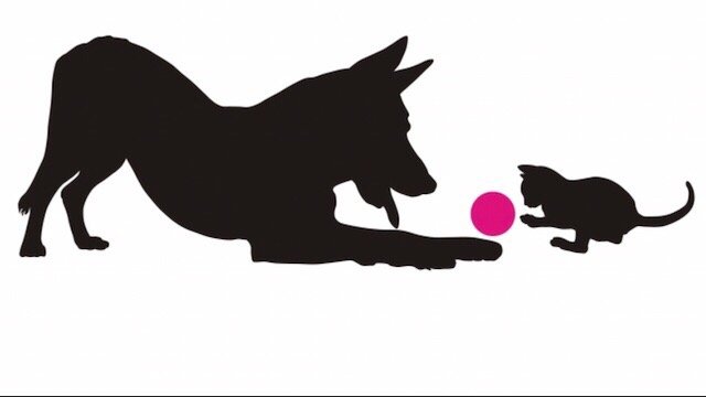 Mollycoddle Pet Sitters - pet boarding facility in Dupont, WA