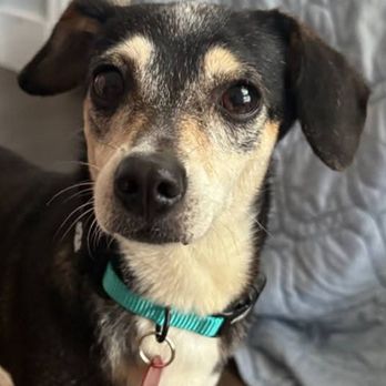 Soul's Harbor - Dog they ran over breaking her leg and pelvis and did nothing. - Thrift Stores Near Me - Dallas, Texas Soul's Harbor - Dog they ran over breaking her leg and pelvis and did nothing. - Thrift Stores Near Me - Dallas, Texas