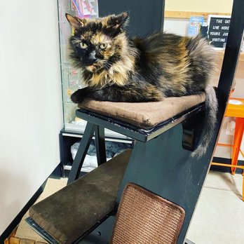 Orlando Cat Cafe - Animal Shelters Near Me - Clermont, Florida Orlando Cat Cafe - Animal Shelters Near Me - Clermont, Florida