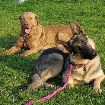 K9 Mastery - Pet Training Near Me - Pflugerville, Texas K9 Mastery - Pet Training Near Me - Pflugerville, Texas
