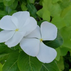 Fischer & Wieser Specialty Foods - Beautiful white flowers