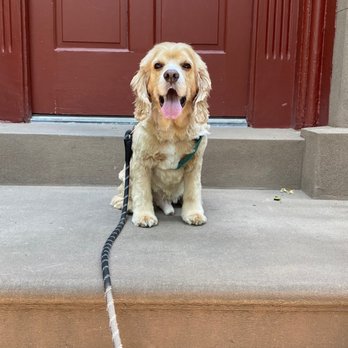 Animal Loving Care - Harley post grooming - Pet Sitting Near Me - Brooklyn, New York Animal Loving Care - Harley post grooming - Pet Sitting Near Me - Brooklyn, New York
