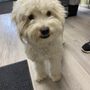 Photo of Happy Tails