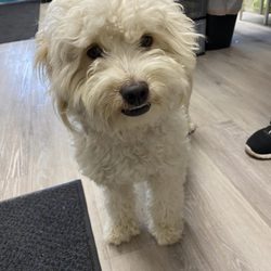 Happy Tails