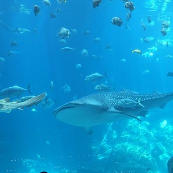 Downtown Aquarium - Museums Near Me - Denver, Colorado Downtown Aquarium - Museums Near Me - Denver, Colorado