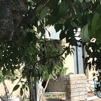 Community Center Park - Avocado tree in front of the Senior Center - almost ready for picking before the squirrels get 'em - Parks Near Me - Garden Grove, California