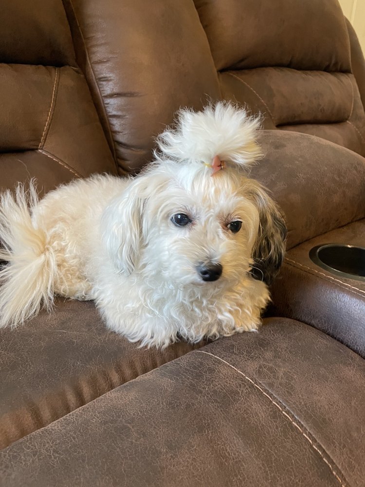 NOEMI’S DOG GROOMING 17 Photos & 13 Reviews 3035 W Bullard Ave