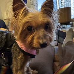 City Bark Broomfield - My sweet baby got pampered by Sara today for her spring new look!! Sara is fabulous with my baby!!