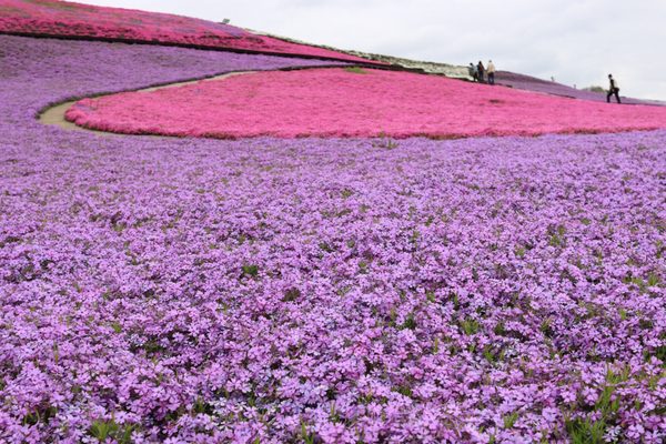 Tokyo German Village 81 Photos Amusement Parks 永吉419 袖ケ浦市 千葉県 Japan Phone Number Yelp