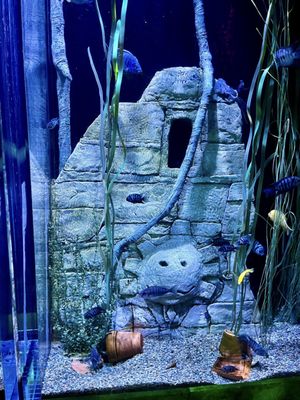 SEA LIFE Orlando Aquarium by null