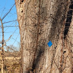 Rosedale Farms - Blue trail