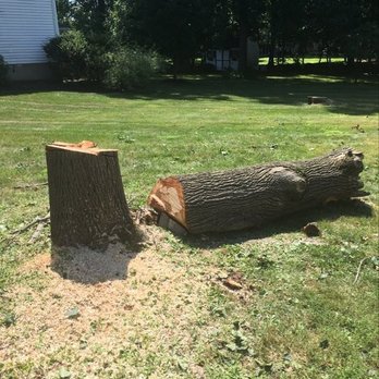 Tarzan Treescaping - Almost gone... - Tree Services Near Me - Newburgh, New York