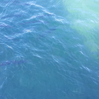 Manatee Lagoon - Another picture of Barracuda - Aquariums Near Me - West Palm Beach, Florida Manatee Lagoon - Another picture of Barracuda - Aquariums Near Me - West Palm Beach, Florida