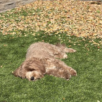 Adventure Pet - Scruffy puppy before - Pet Boarding Near Me - Reno, Nevada Adventure Pet - Scruffy puppy before - Pet Boarding Near Me - Reno, Nevada