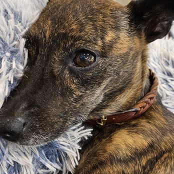 TrueCare for pets - Penny. - Veterinarians Near Me - Studio City, California TrueCare for pets - Penny. - Veterinarians Near Me - Studio City, California
