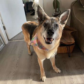 ALL4K9 - Meeko - Pet Sitting Near Me - Cary, Illinois