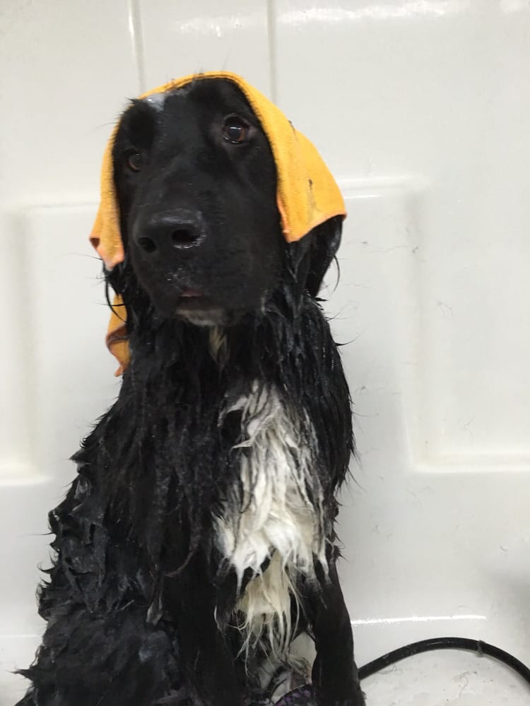 T’S DOG GROOMING Updated October 2024 611 W Main St, Carlton