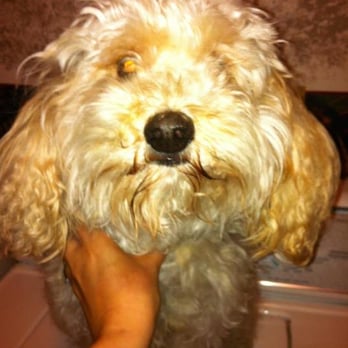 Ab Fab Pet Care - before - Pet Sitting Near Me - Lisle, Illinois