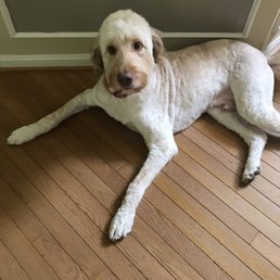 Groomed dog
