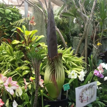 Foster Botanical Garden - Corpse flower that will bloom very soon! - Botanical Gardens Near Me - Honolulu, Hawaii Foster Botanical Garden - Corpse flower that will bloom very soon! - Botanical Gardens Near Me - Honolulu, Hawaii