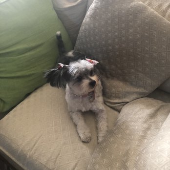 Puppy Salon - Pet Groomers Near Me - Whittier, California