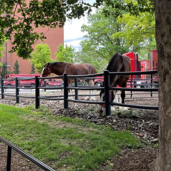 Budweiser Brewery Experience - The Clydesdales! Gorgeous animals - Beer Tours Near Me - Saint Louis, Missouri