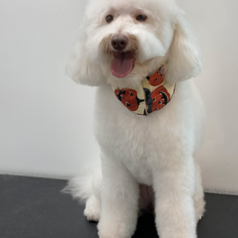 Wagmore Dog Services - Pet Training Near Me Wagmore Dog Services - Pet Training Near Me