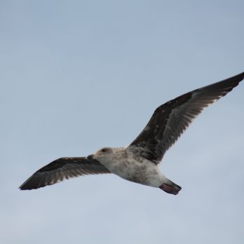 Harbor Breeze - seagull - Boat Charters Near Me - Long Beach, California