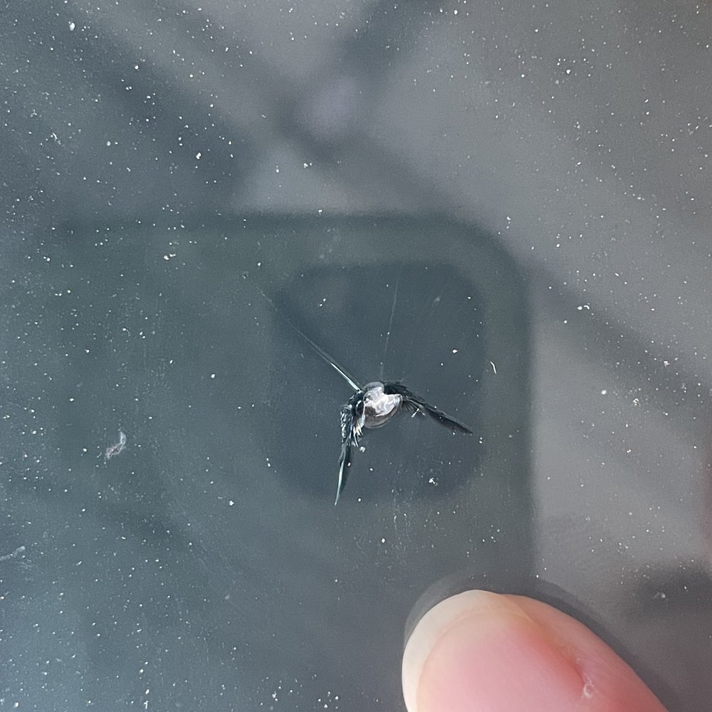 SuperGlass Windshield Repair - Original windshield chip. - Windshield Installation & Repair Near Me