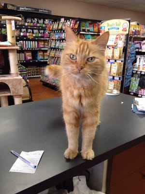 orijen dog food pet valu