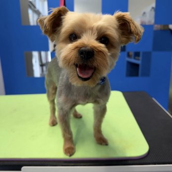 21 Pooch - His after with a size 3. We go very low to allow time for his hair to grow. - Pet Groomers Near Me - Los Angeles, California 21 Pooch - His after with a size 3. We go very low to allow time for his hair to grow. - Pet Groomers Near Me - Los Angeles, California