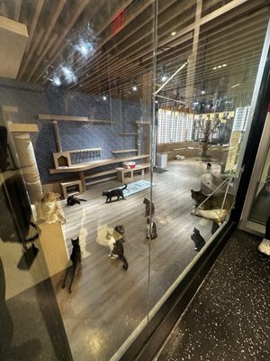 Kokoro Cat Café by null