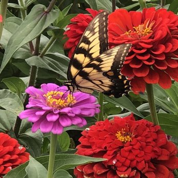 Bush-N-Vine Farm - You will also see beautiful butterflies - Fruits & Veggies Near Me - York, South Carolina Bush-N-Vine Farm - You will also see beautiful butterflies - Fruits & Veggies Near Me - York, South Carolina