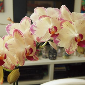 Norman's Orchid Nursery - 4/5: The flowers are in very good condition. - Nurseries & Gardening Near Me - Montclair, California Norman's Orchid Nursery - 4/5: The flowers are in very good condition. - Nurseries & Gardening Near Me - Montclair, California