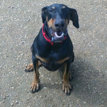 High Desert Doberman Rescue - Thank you, Anthony - Pet Adoption Near Me High Desert Doberman Rescue - Thank you, Anthony - Pet Adoption Near Me