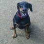 Photo of High Desert Doberman Rescue