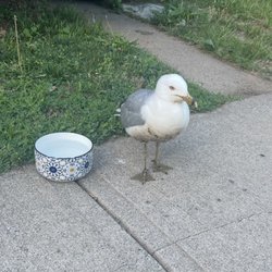Humane Society of Greater Niagara Animal Clinic - The seagull we called Simon.