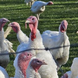 L&J Turkey Farms