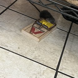 Zam Zam Halal Supermarket & Restaurant - Rat trap