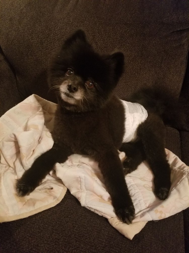 SCRUFFY2FLUFFY Updated May 2024 1101 Whipple Ave NW, Canton, Ohio