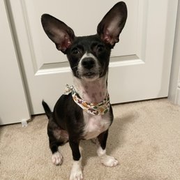 Who says short haired doggies can't be pampered!