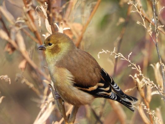 Montrose Point Bird Sanctuary by null