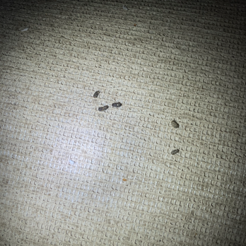 All Pest Solutions - Pest Control Near Me - Plano, Texas