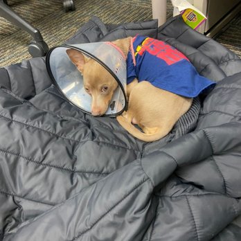 San Dimas Pet Clinic - Relaxing and heavily meditated - Veterinarians Near Me - San Dimas, California San Dimas Pet Clinic - Relaxing and heavily meditated - Veterinarians Near Me - San Dimas, California