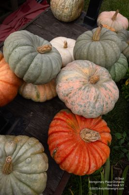 Montgomery Place Orchards by null