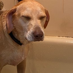 Marci getting a bath...lol Marci getting a bath...lol