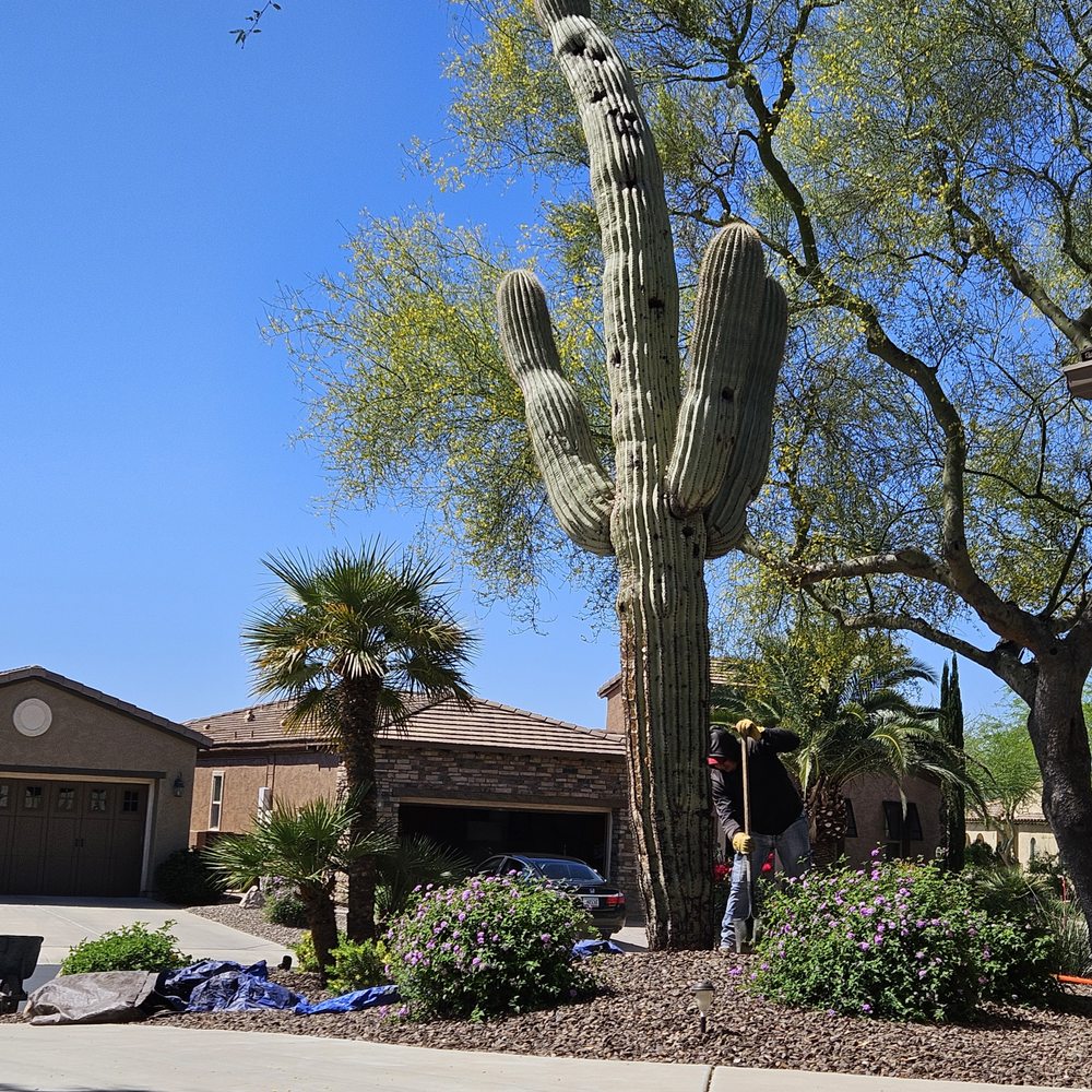 AZ Cactus Experts - Landscaping Near Me AZ Cactus Experts - Landscaping Near Me