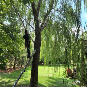 Rubio Tree Service - Tree Services Near Me Rubio Tree Service - Tree Services Near Me